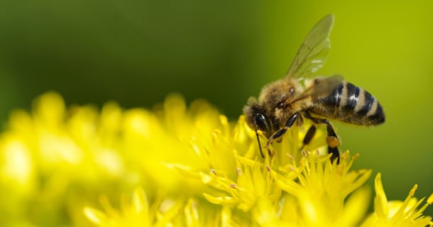 rêver d'abeille ruche