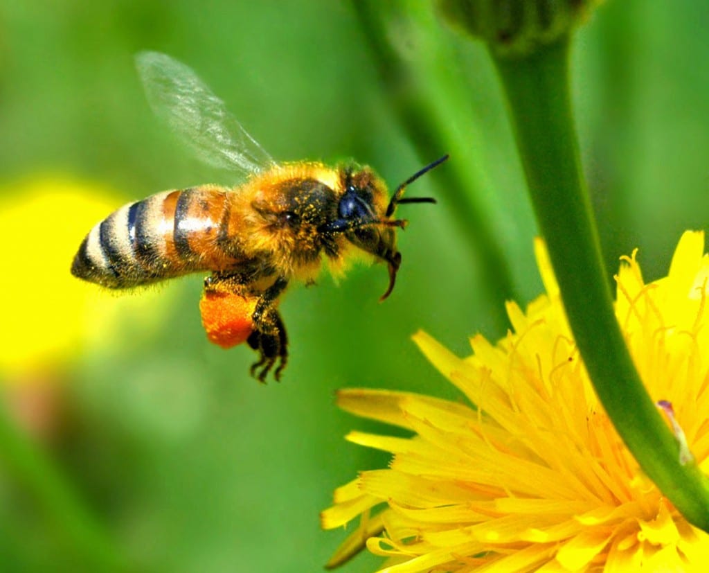 rêve abeille fleur miel