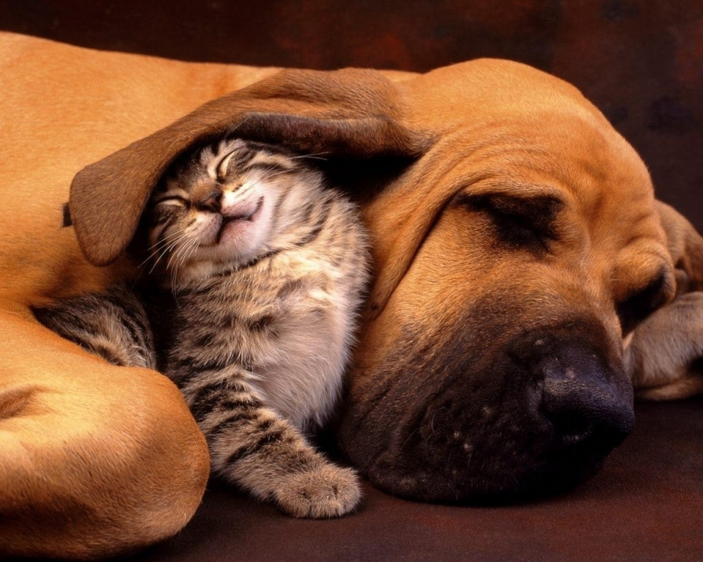 3372-amitie-chien-chat-wallfizz
