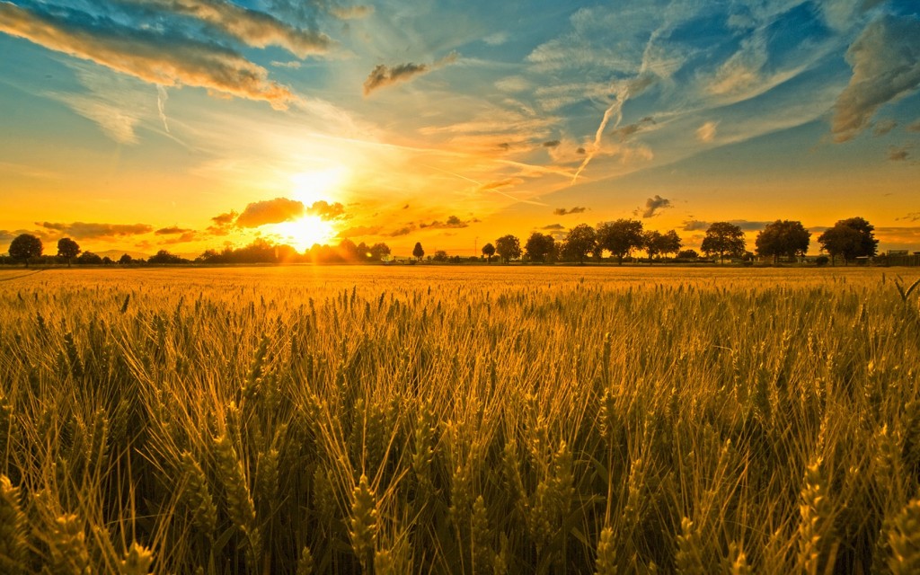rêve champ de blé