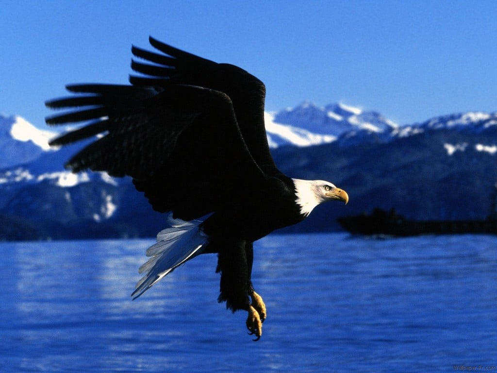 rêver d'aigle oiseau
