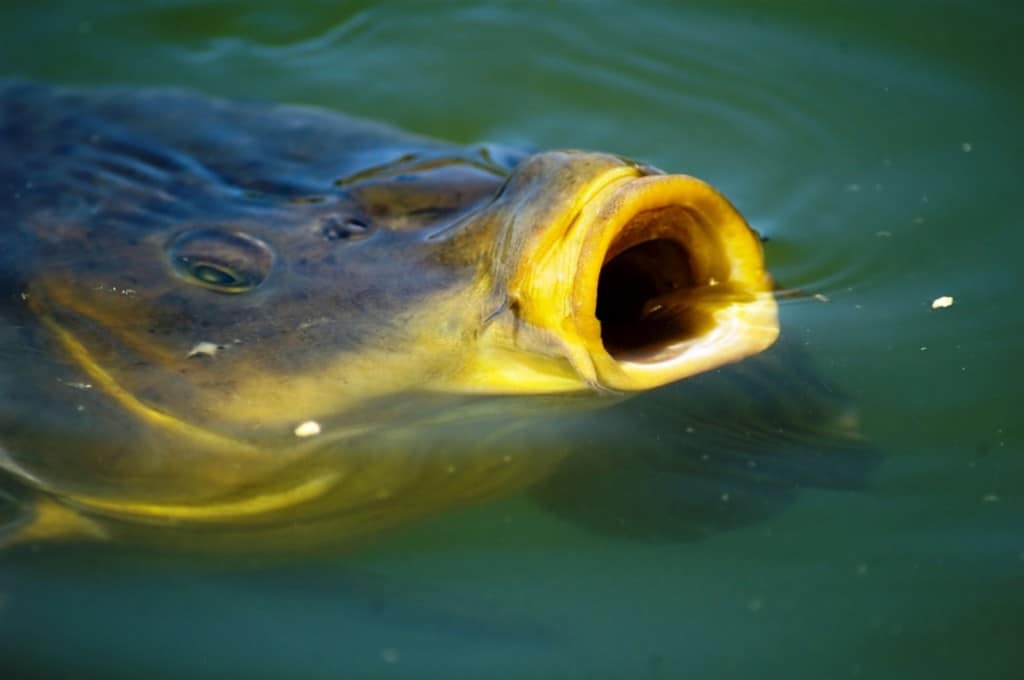 rêve carpe eau riviere poisson