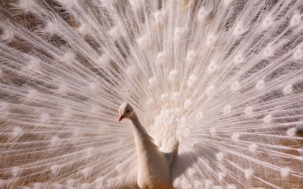 rêve plumage paon