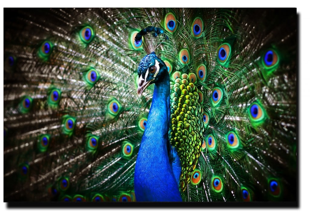 rêve paon oiseau