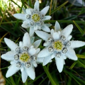 superstition edelweiss