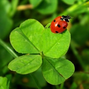 superstition trèfle à 4 feuilles