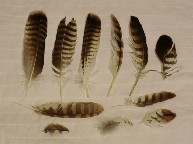 plumes de la buse