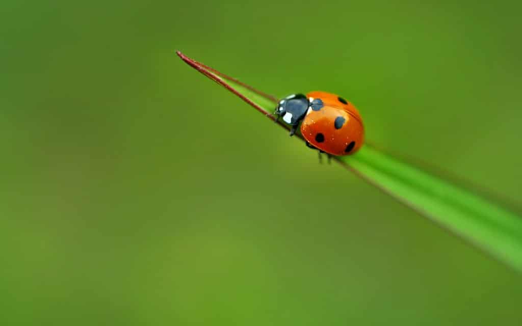superstition la coccinelle