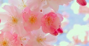 fleurs printemps feuilles