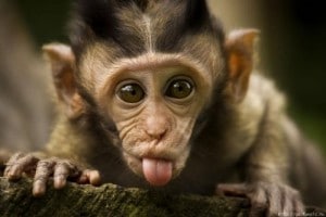 rêve de singe