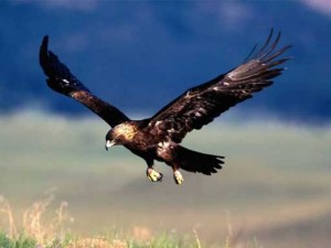 aigle royale