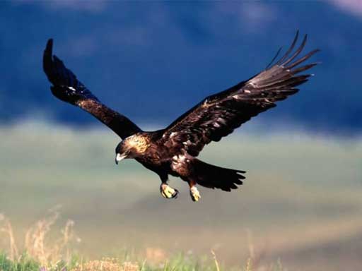 aigle royale