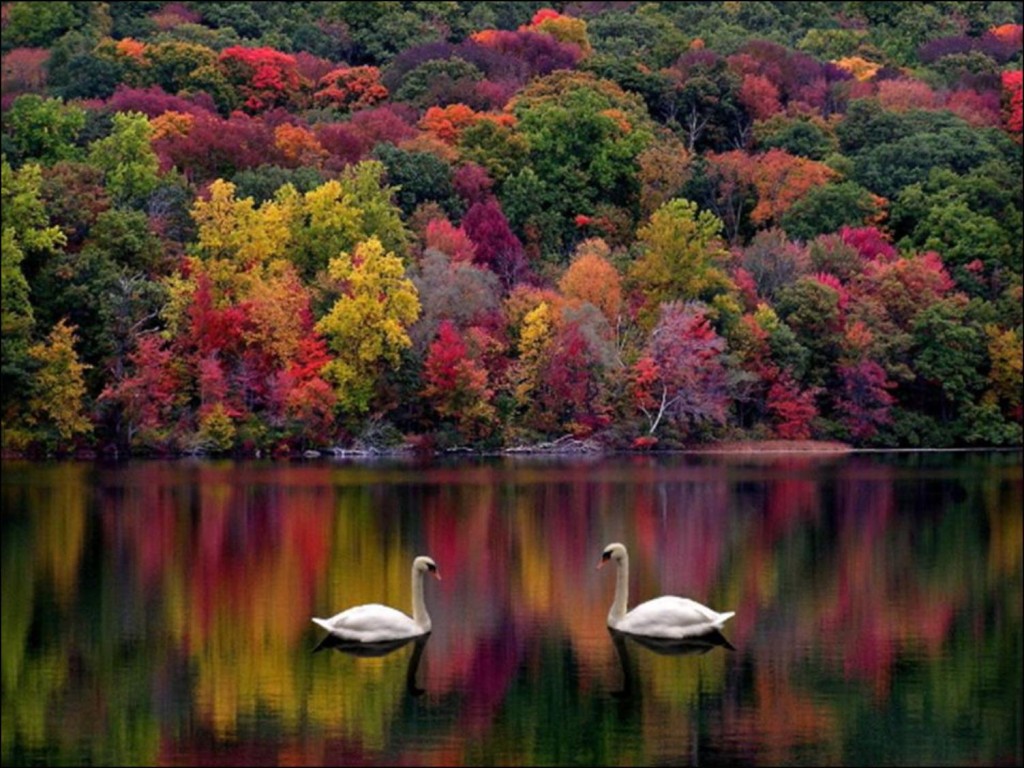 rêve automne