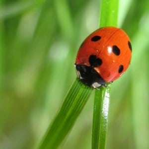 superstition la coccinelle