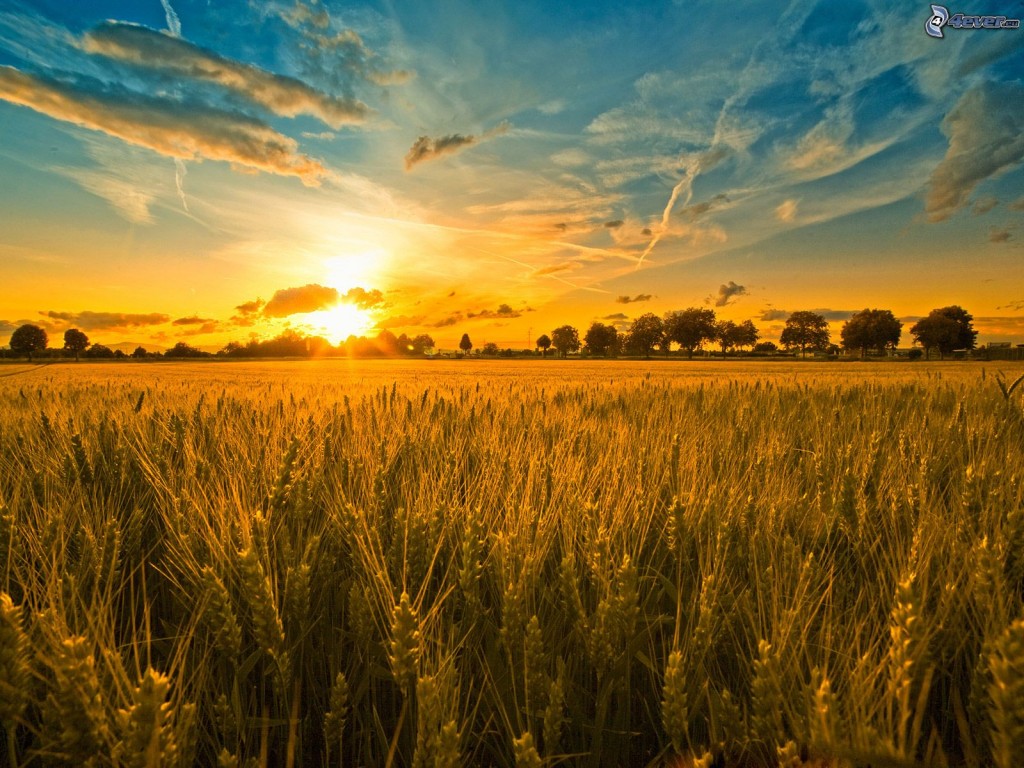 coucher-du-soleil-dans-le-champ,-nuages,-trainee-de-condensation-161359