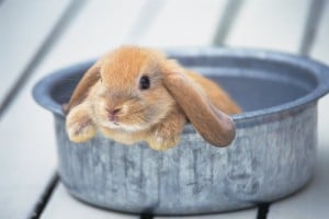 superstition lapin