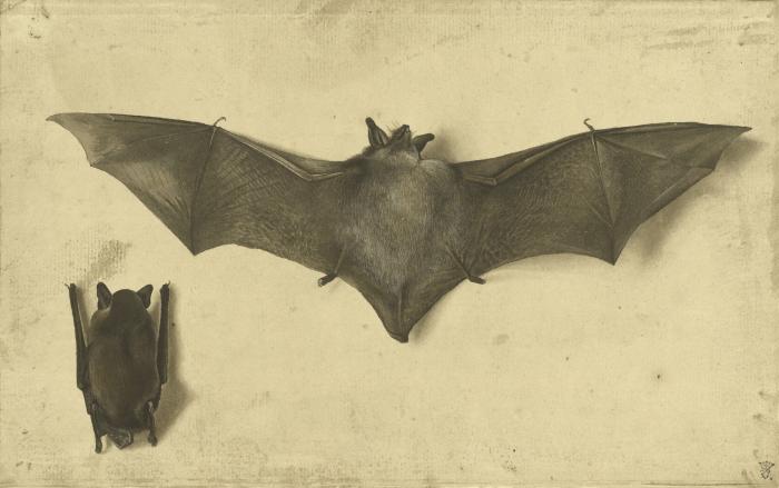 superstition chauve souris