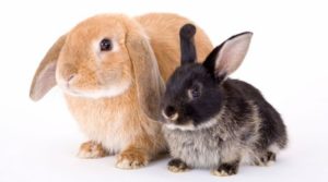 superstition lapin