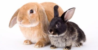 superstition lapin
