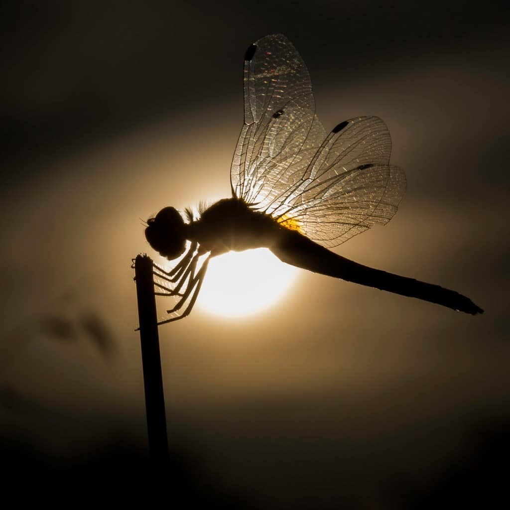 rêve libellule lumière