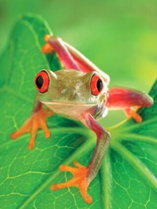 grenouille talisman