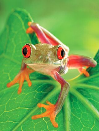 grenouille talisman