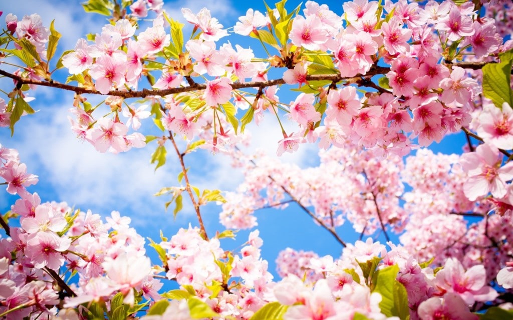 rêve printemps