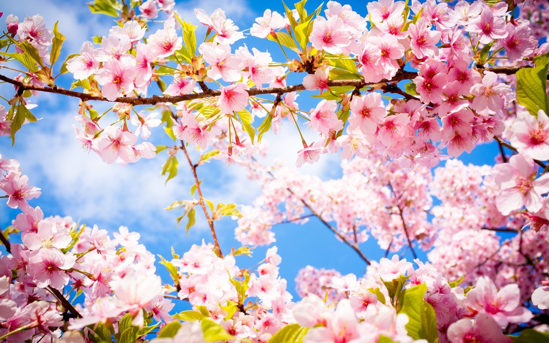 printemps et rêve