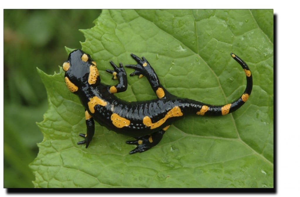 salamandre talisman