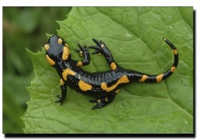 salamandre talisman