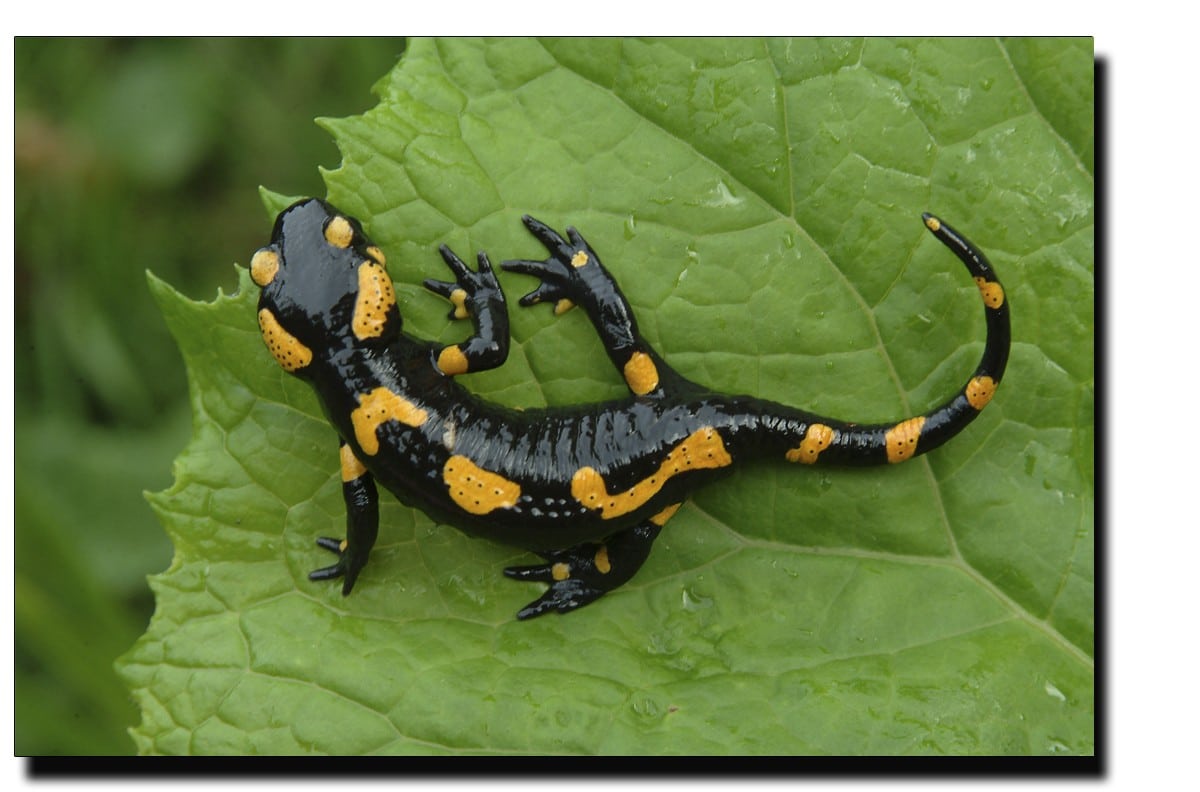 salamandre talisman