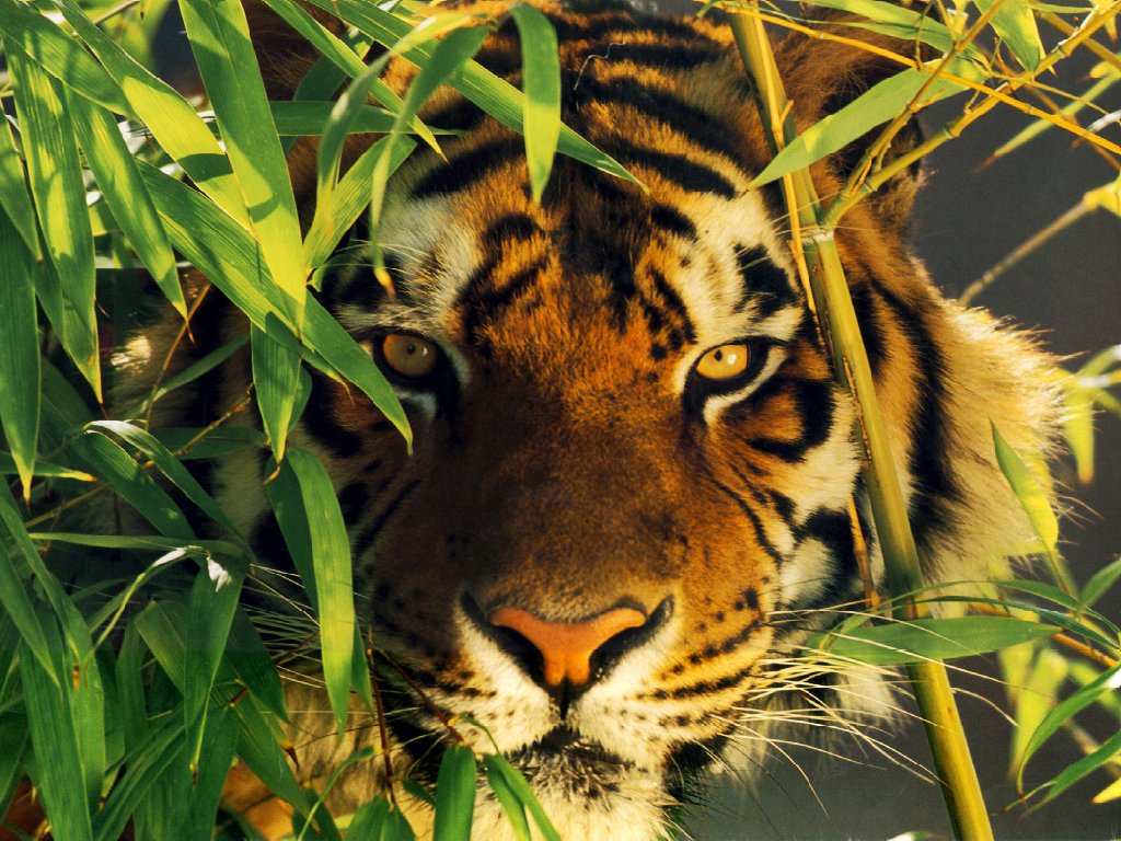 le tigre