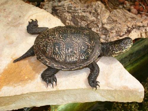 superstition sur la tortue