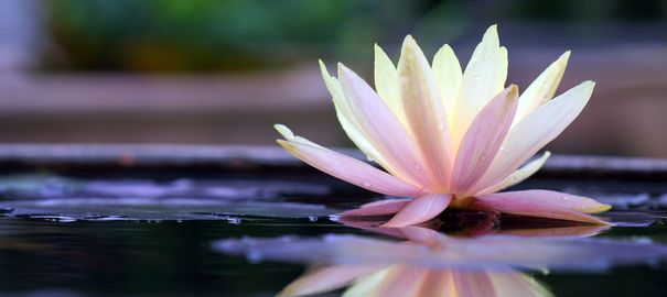 rêver de lotus
