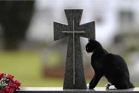 A cat sits next to the cross of a grave in the cemetery of San Salvador in Oviedo