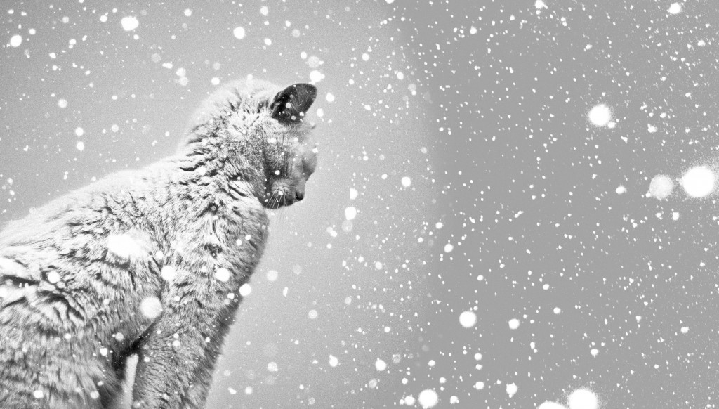 chat-neige