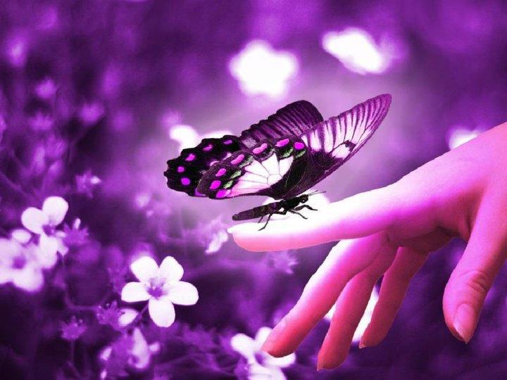 rêve papillon
