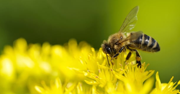 cafédomancie abeille