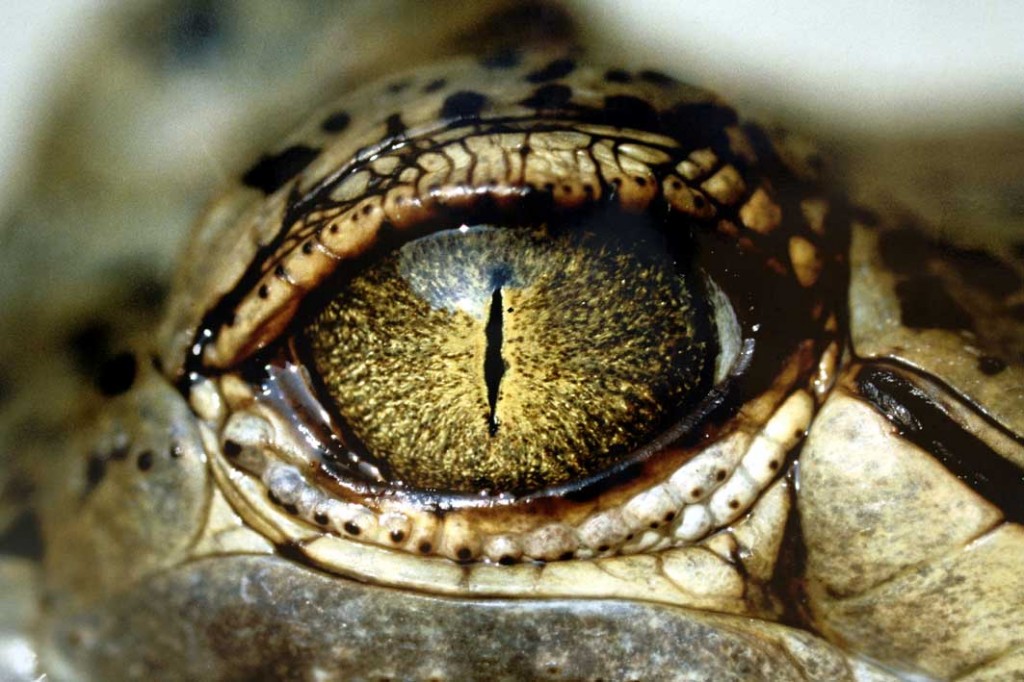 crocodile13a
