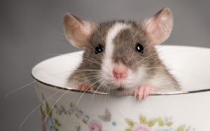 rêve rat