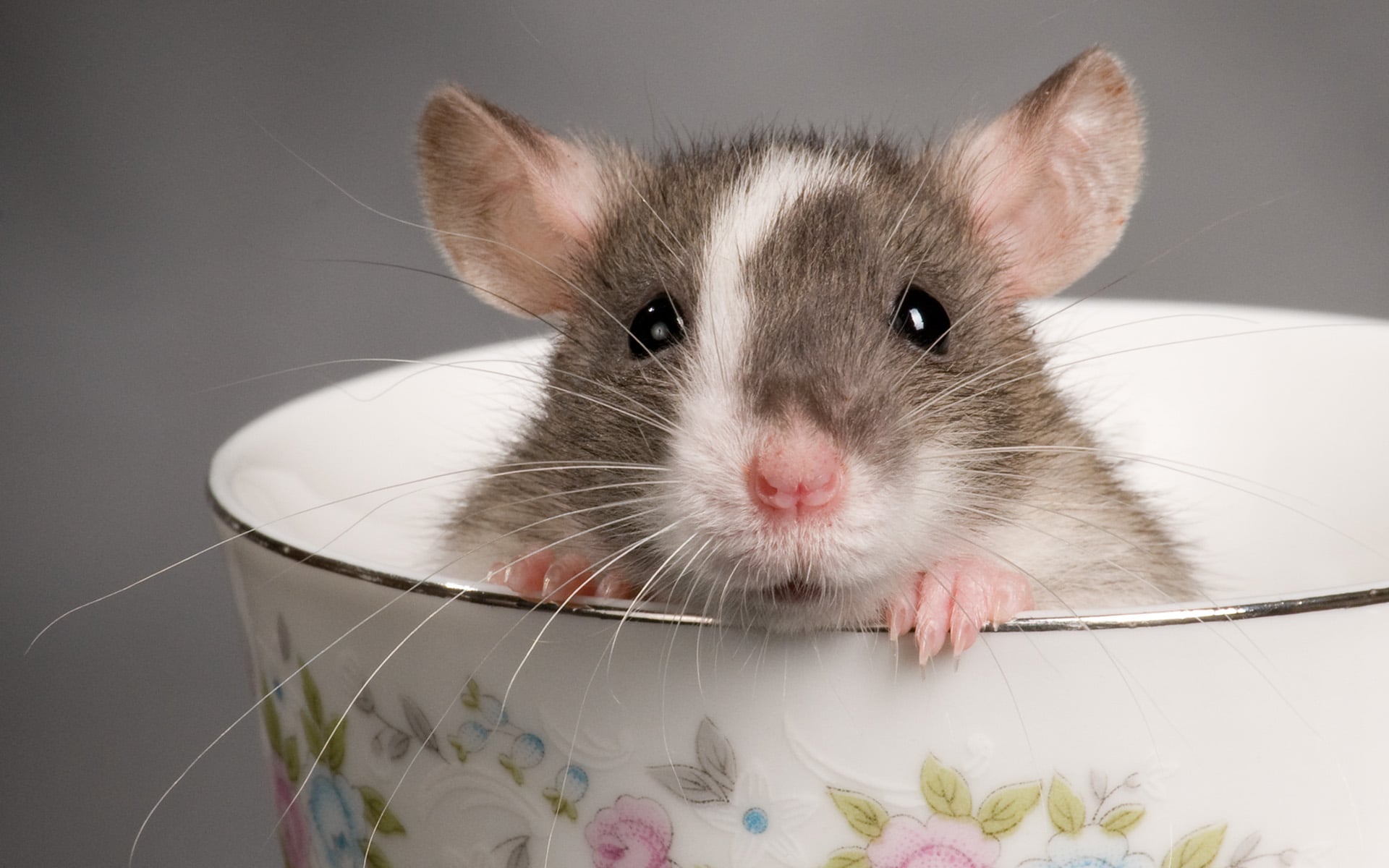 rêve rat
