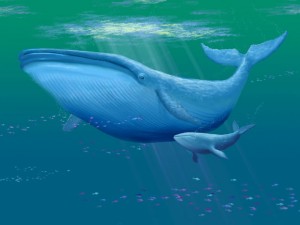 baleine cafédomancie