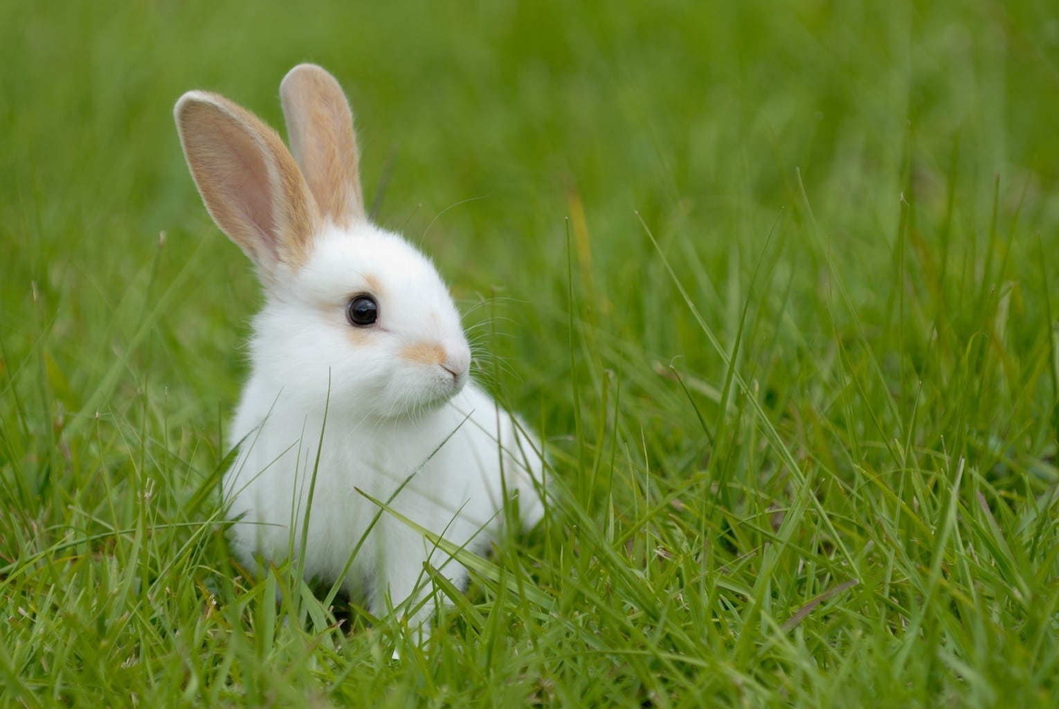 rêve lapin blanc