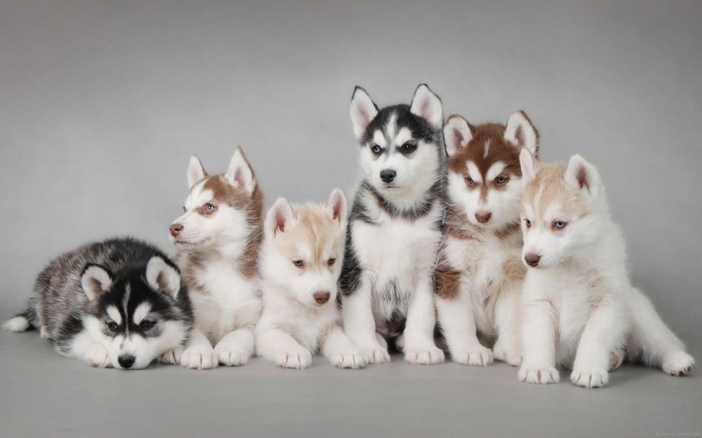 wall-1388995187_6-husky-puppies-so-cut