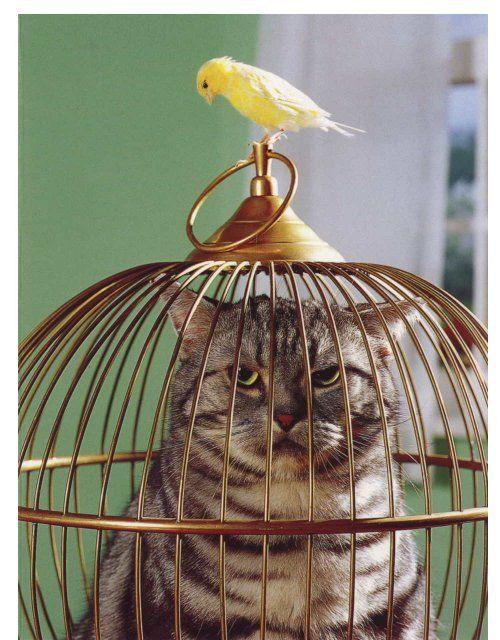 cage-oiseaux