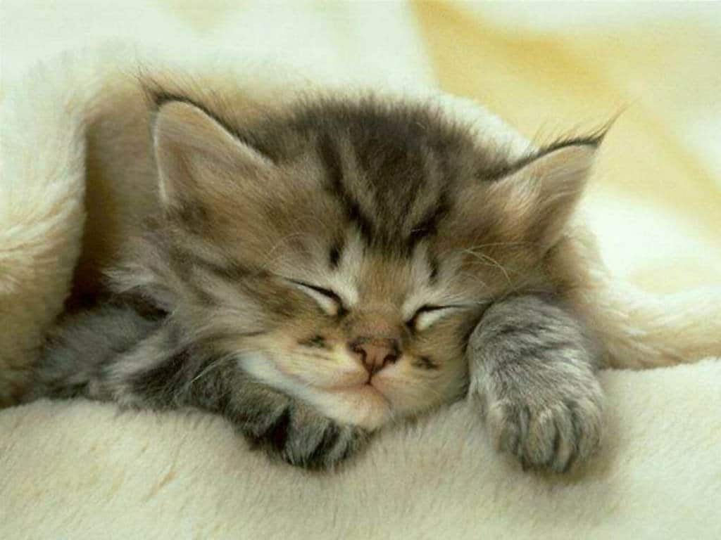 dormir la nuit