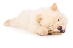 http://www.dreamstime.com/stock-images-puppy-chewing-bone-isolated-chow-chow-image32099504