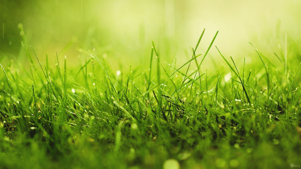 herbe