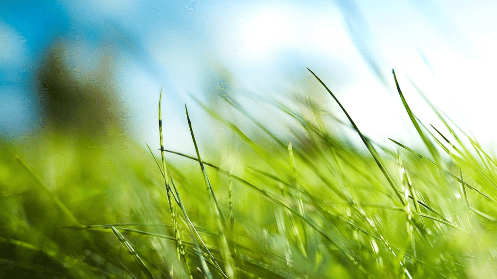 herbe1