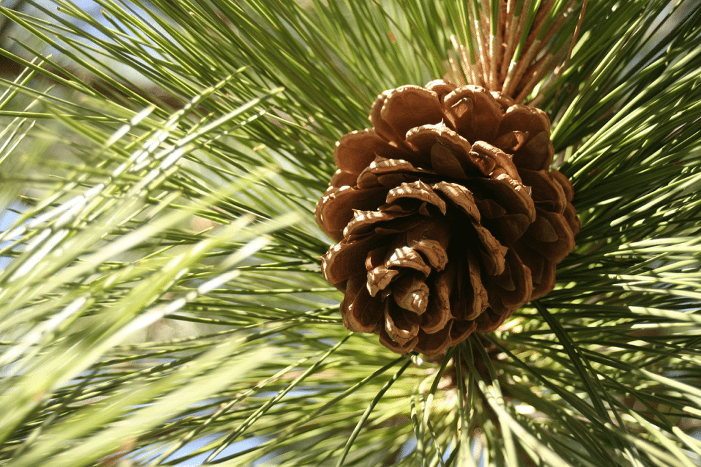 pin